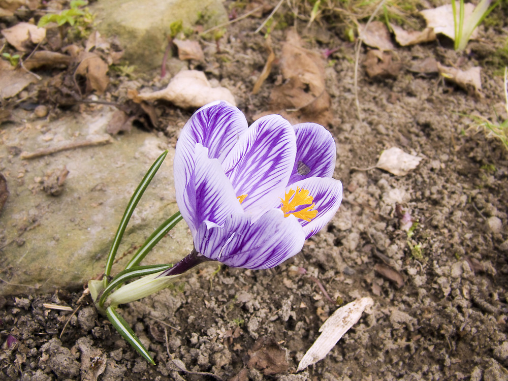 DER FRÜHLING KOMMT!