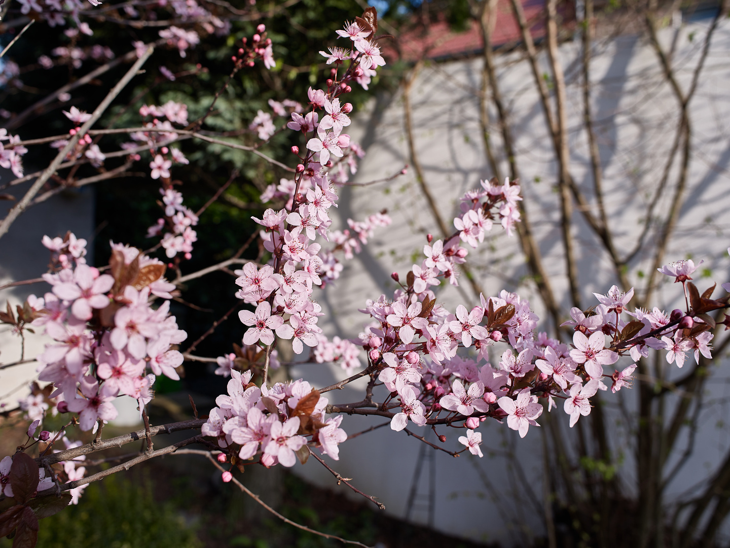 der Frühling kommt :-)    