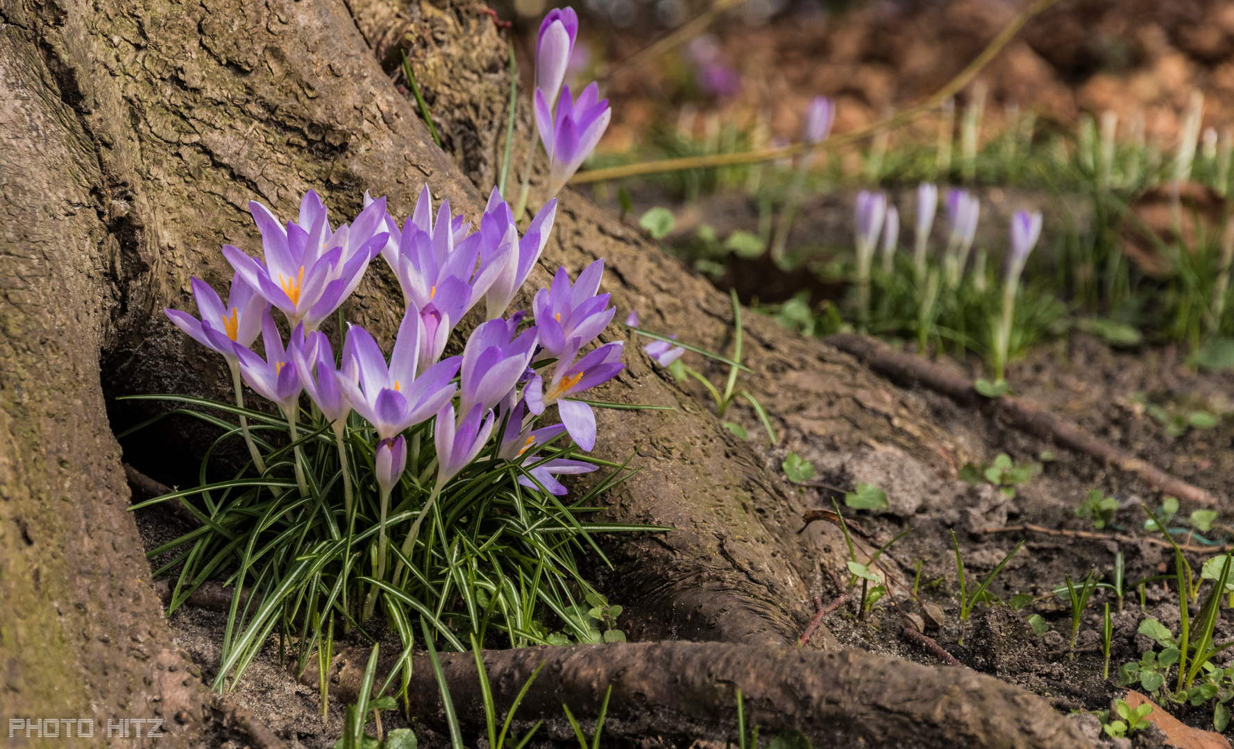 der Frühling kommt