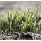 Der Frühling kommt !