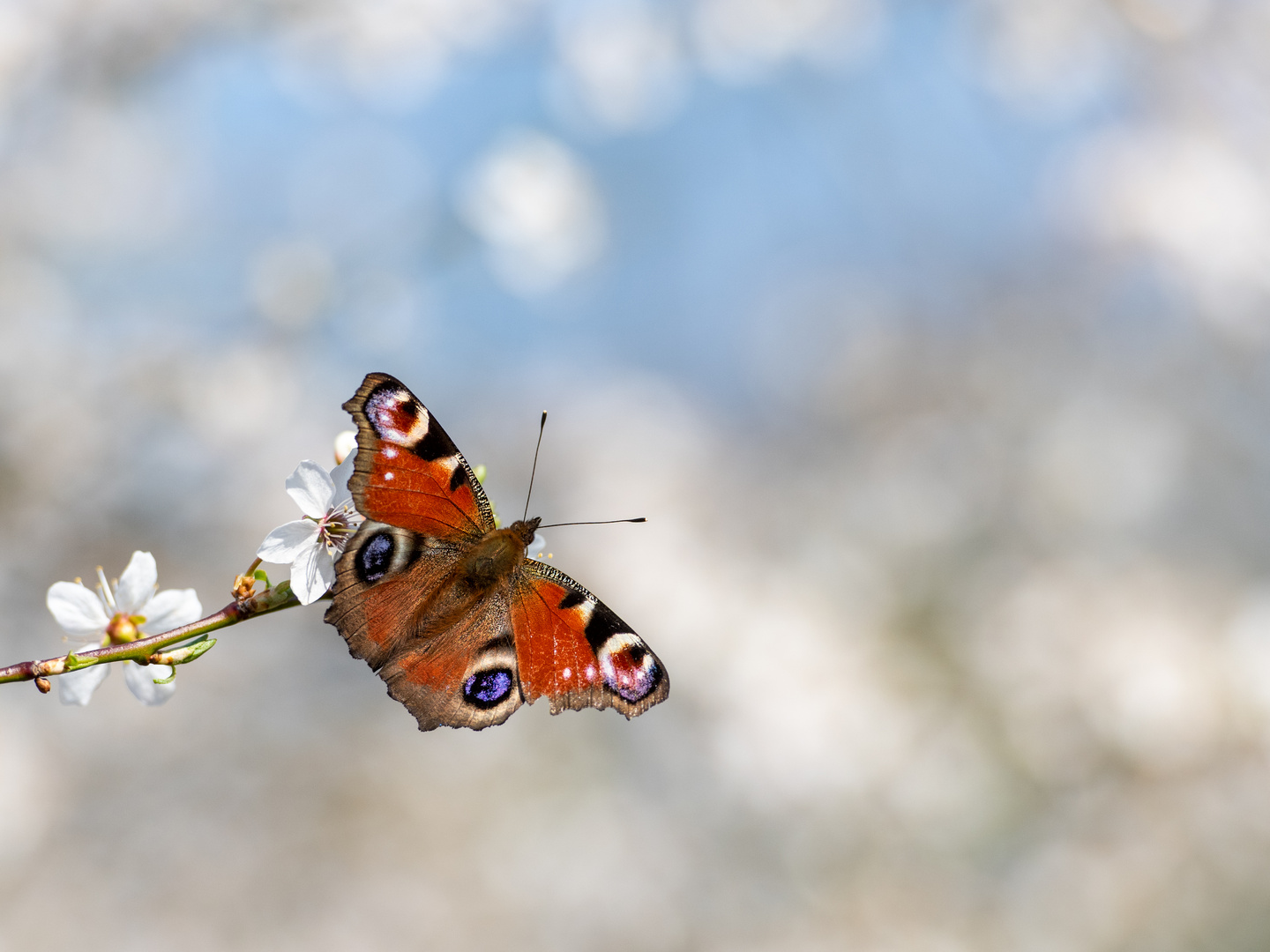 der Frühling kommt