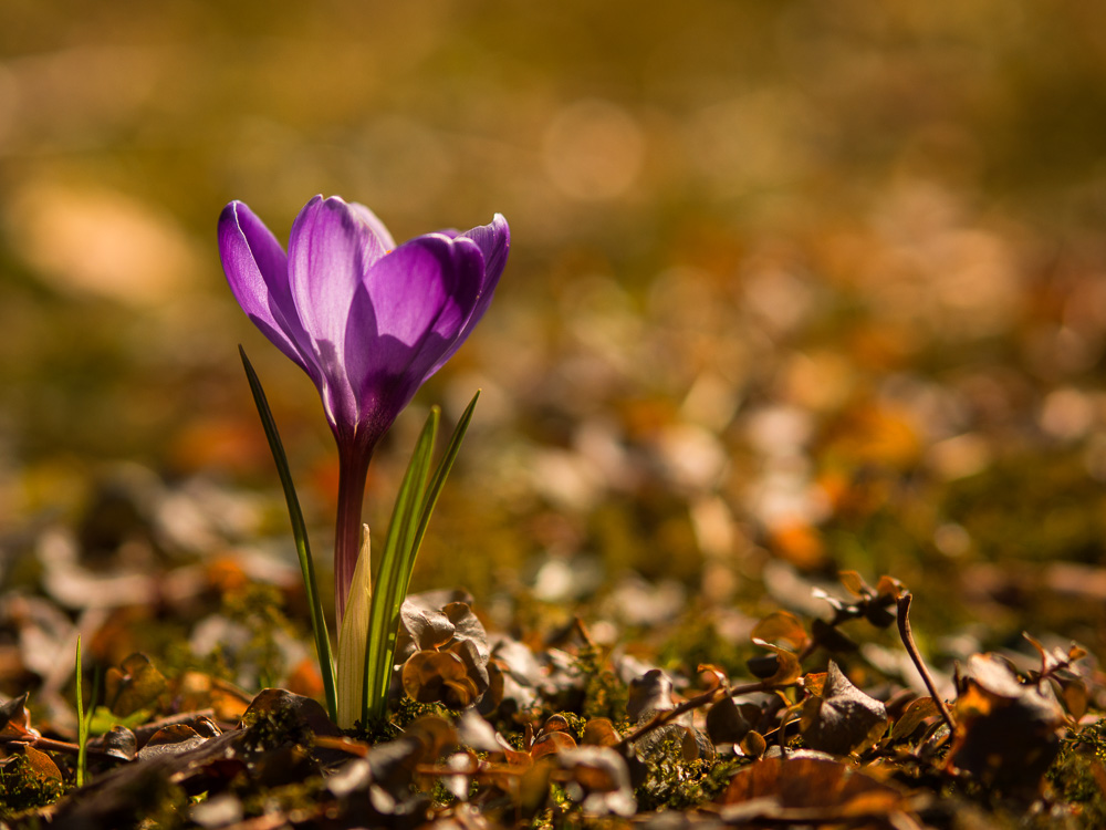 Der Frühling kommt....