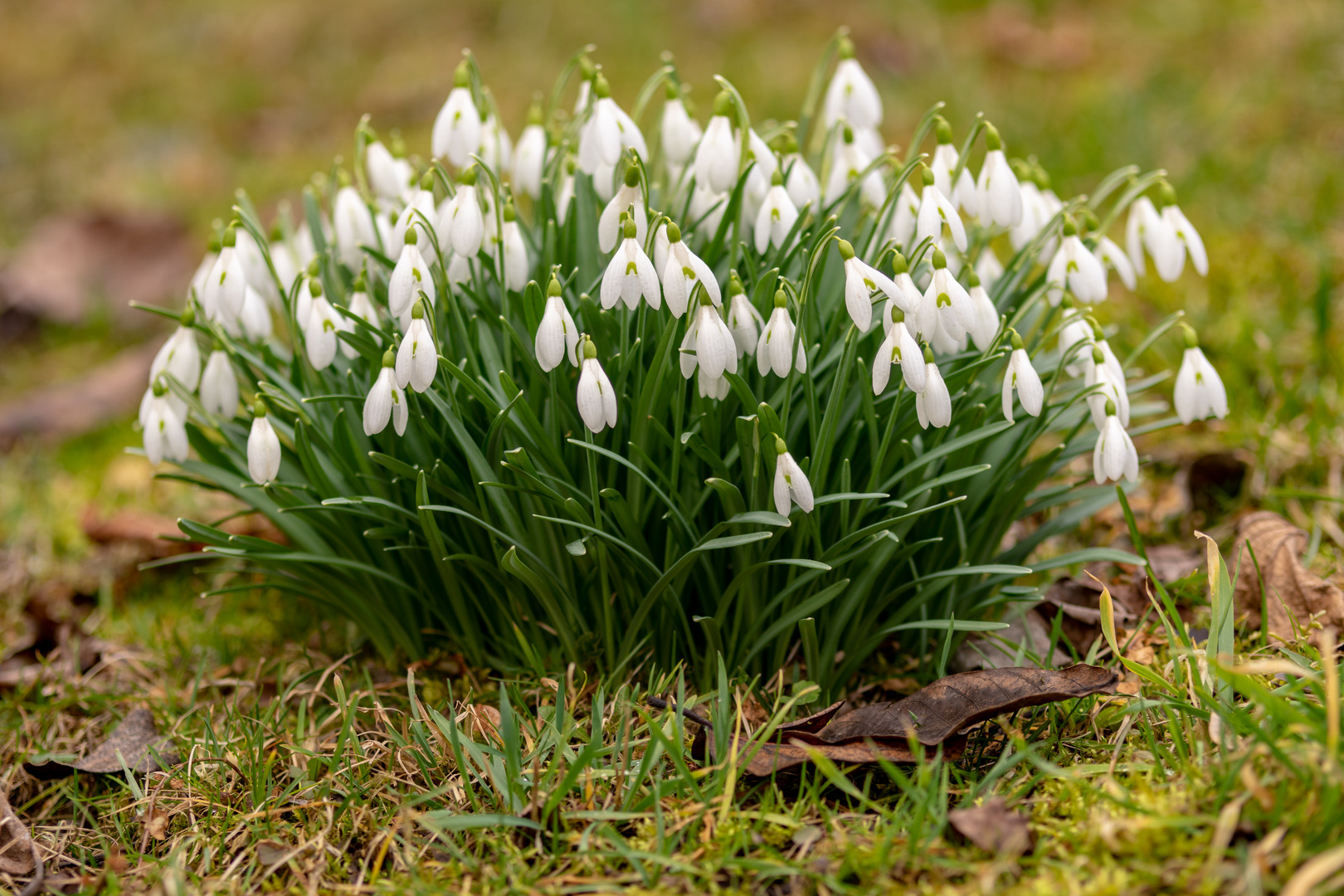 Der Frühling kommt 