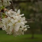 der frühling kommt