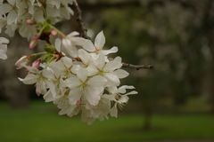 der frühling kommt