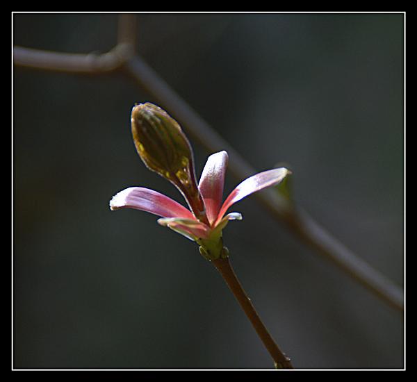 Der Frühling kommt