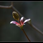 Der Frühling kommt