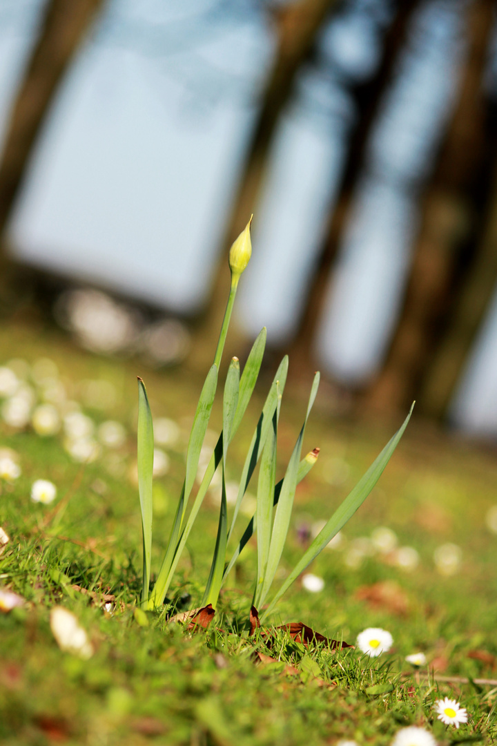 ...der Frühling kommt....