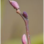 *Der Frühling kommt :) *