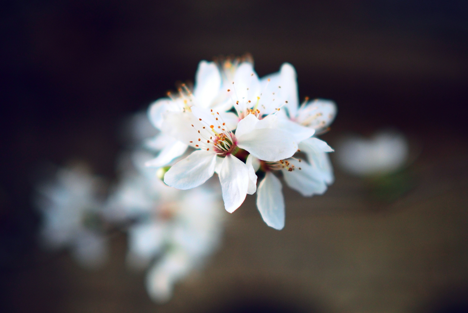 Der Frühling kommt