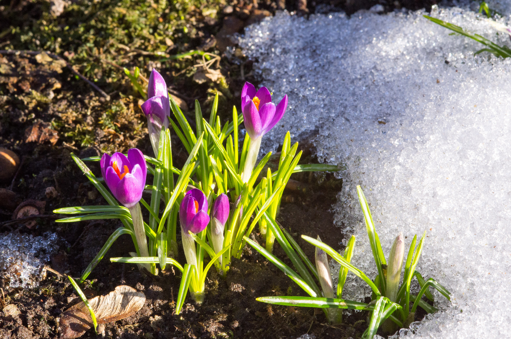 Der Frühling kommt