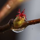 Der Frühling kommt!