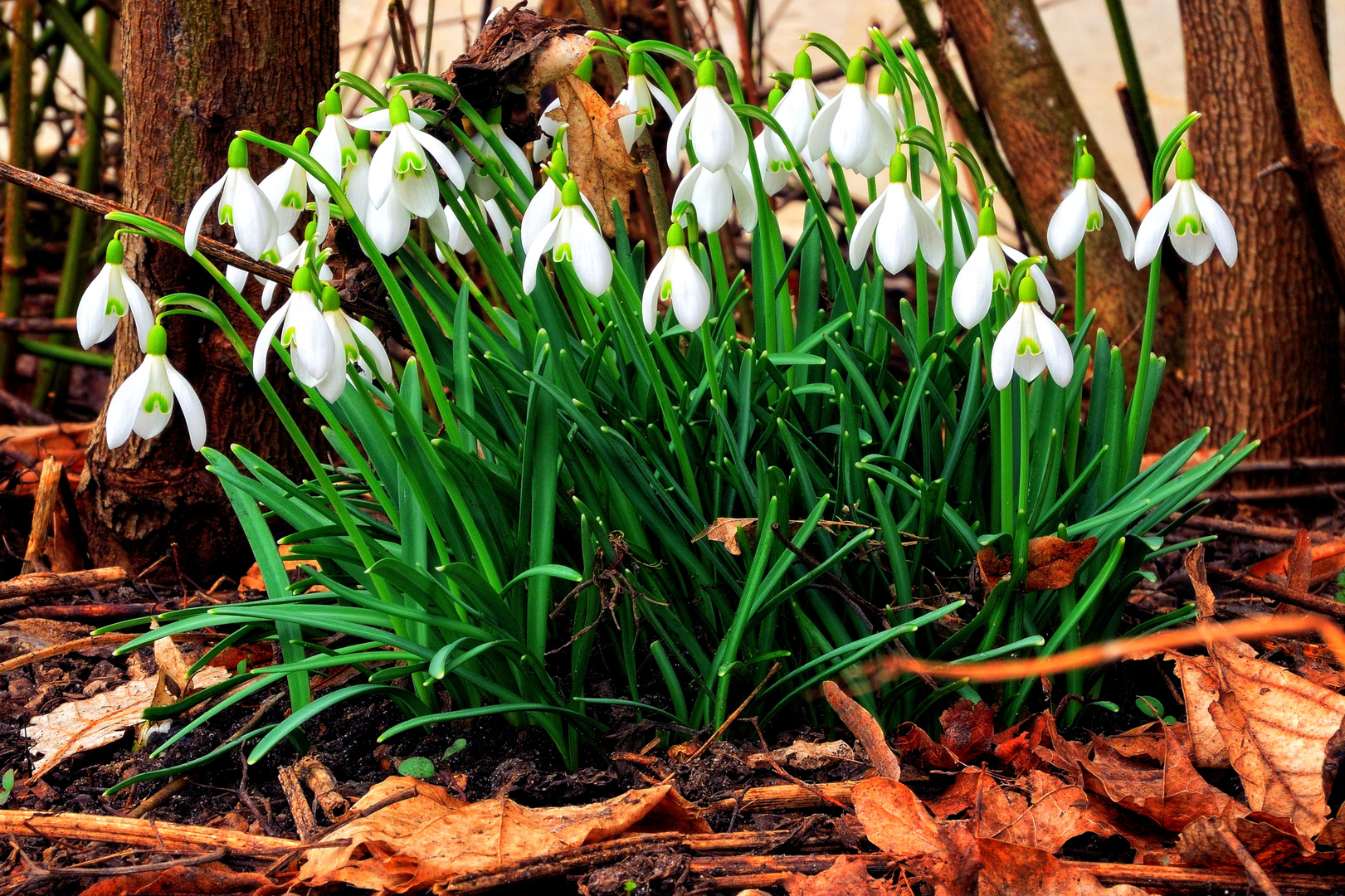 Der Frühling kommt....