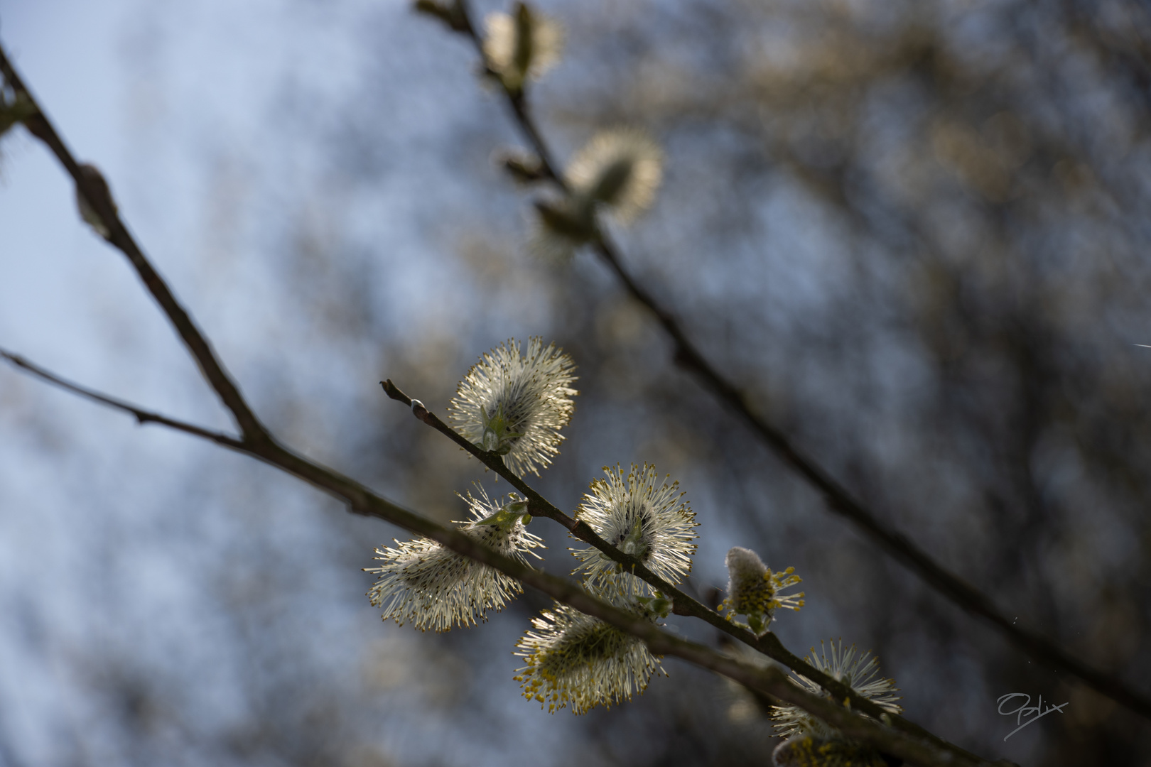 der Frühling kommt