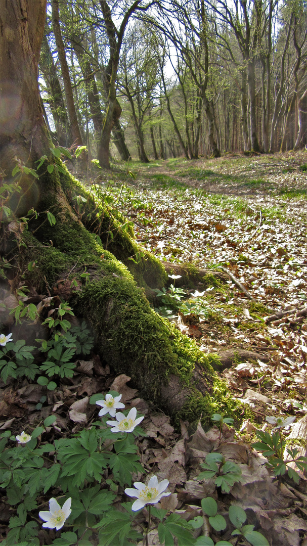 Der Frühling kommt!