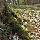 Der Frühling kommt!