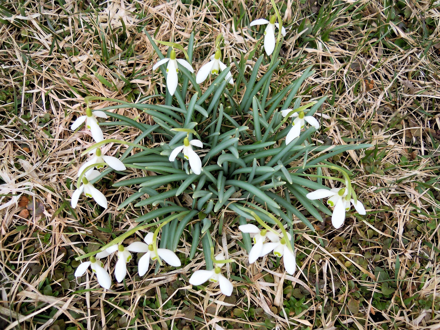 Der Frühling kommt !