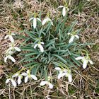 Der Frühling kommt !