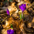 Der Frühling kommt...