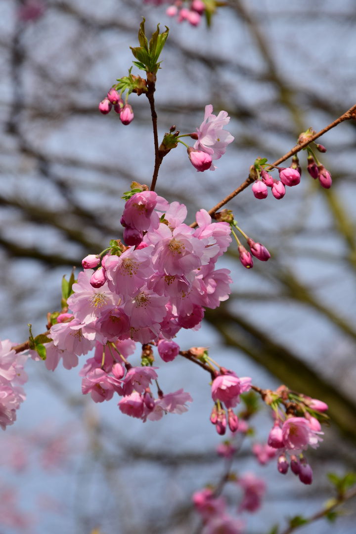 der Frühling kommt...