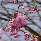 der Frühling kommt...