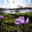 ...der Frühling kommt.