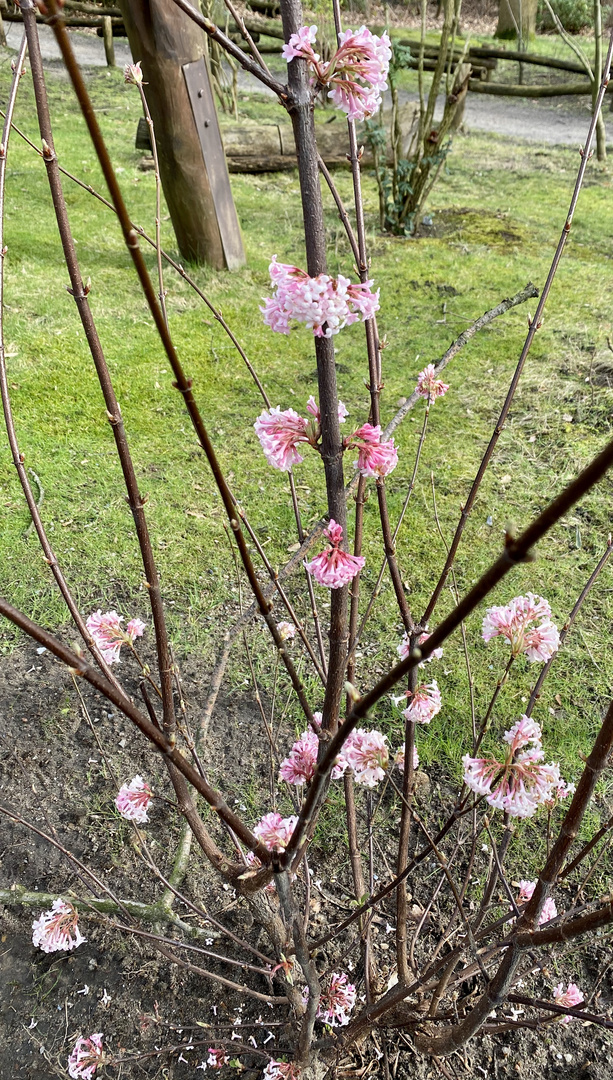 Der Frühling kommt 