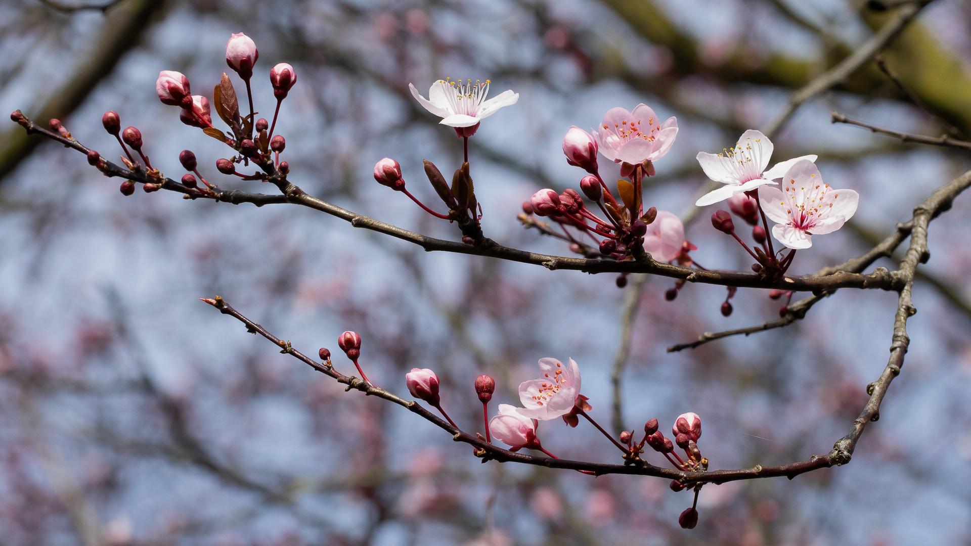 DER FRÜHLING KOMMT