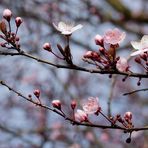 DER FRÜHLING KOMMT