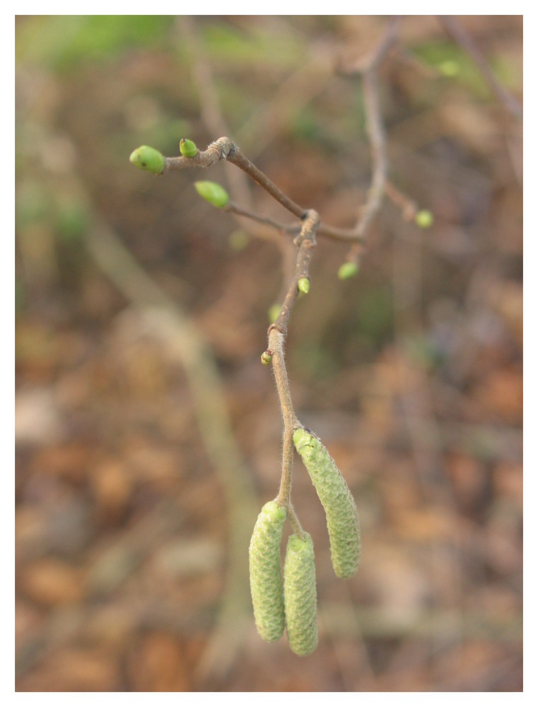 Der Frühling kommt...