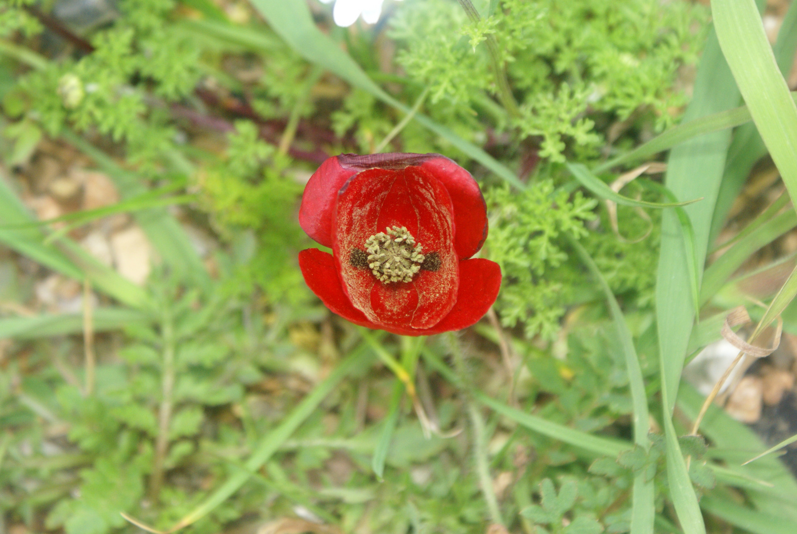 der Frühling kommt