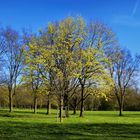 Der Frühling kommt :-)