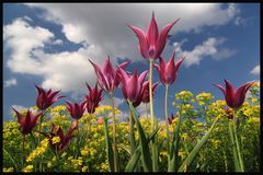 der Frühling kommt!