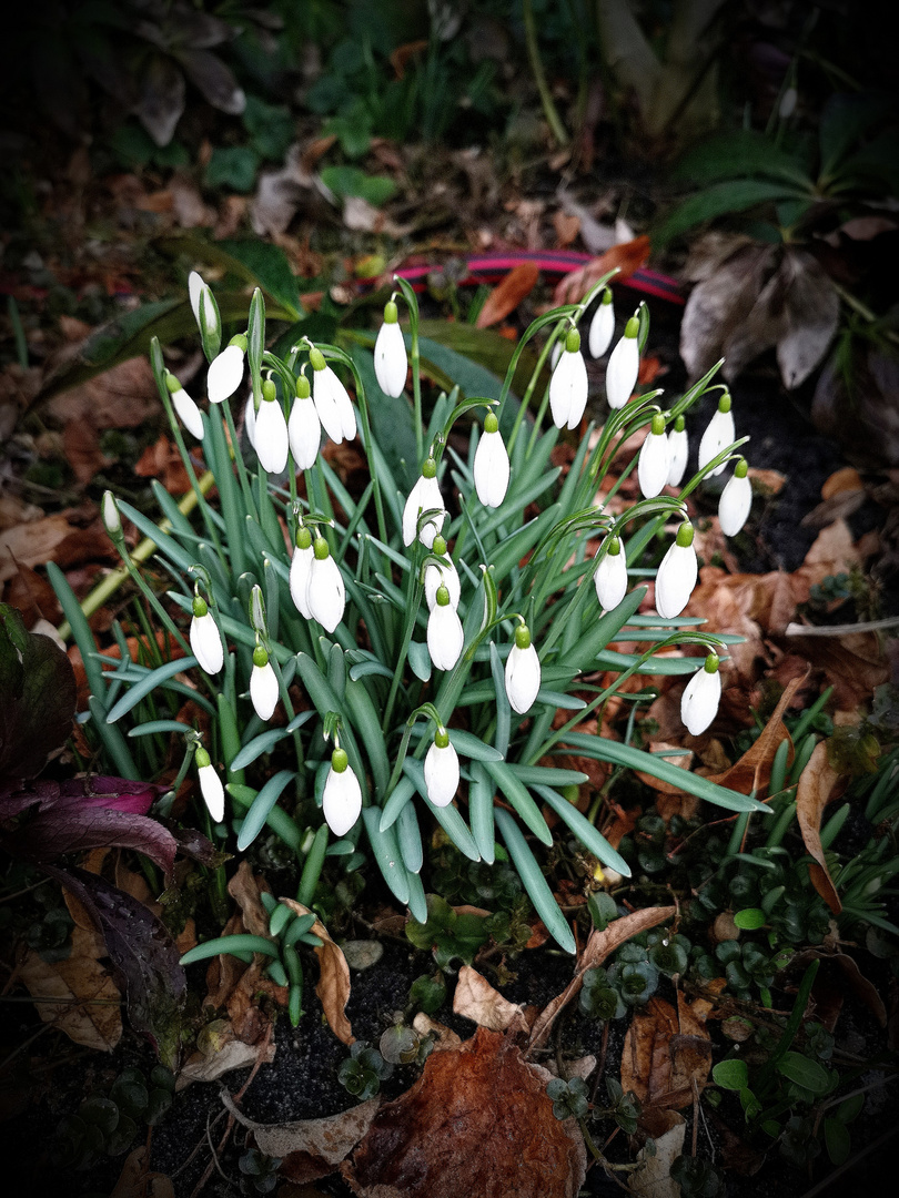 Der Frühling kommt 