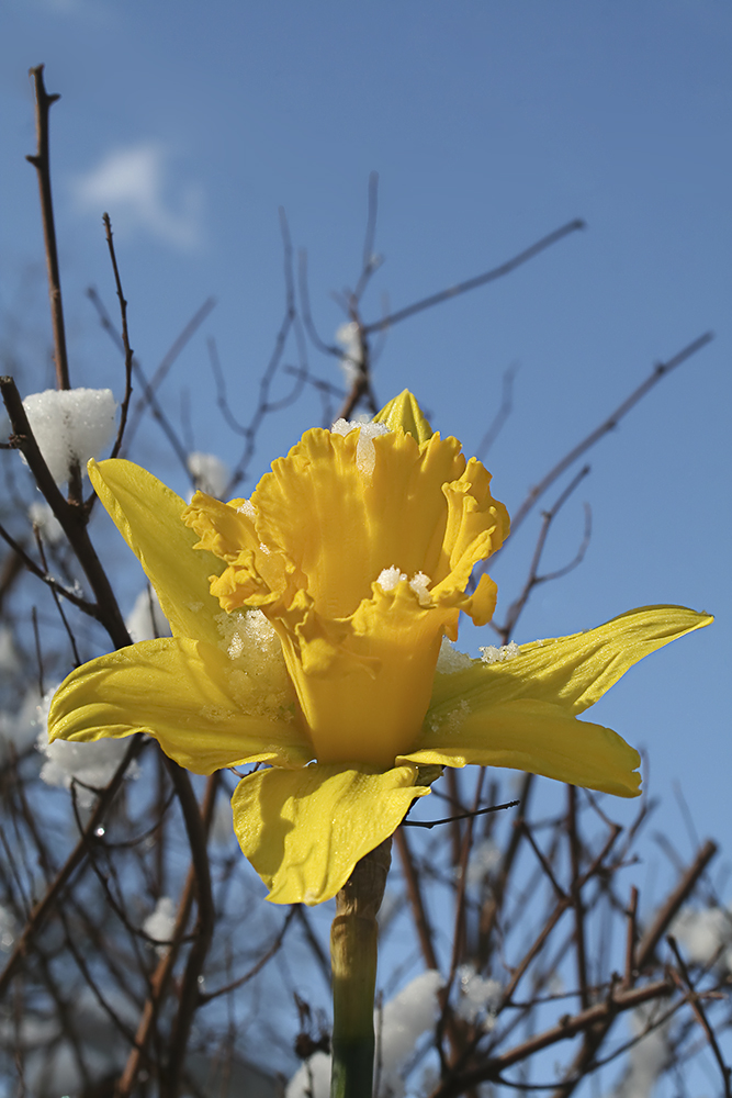 Der Frühling kommt ...