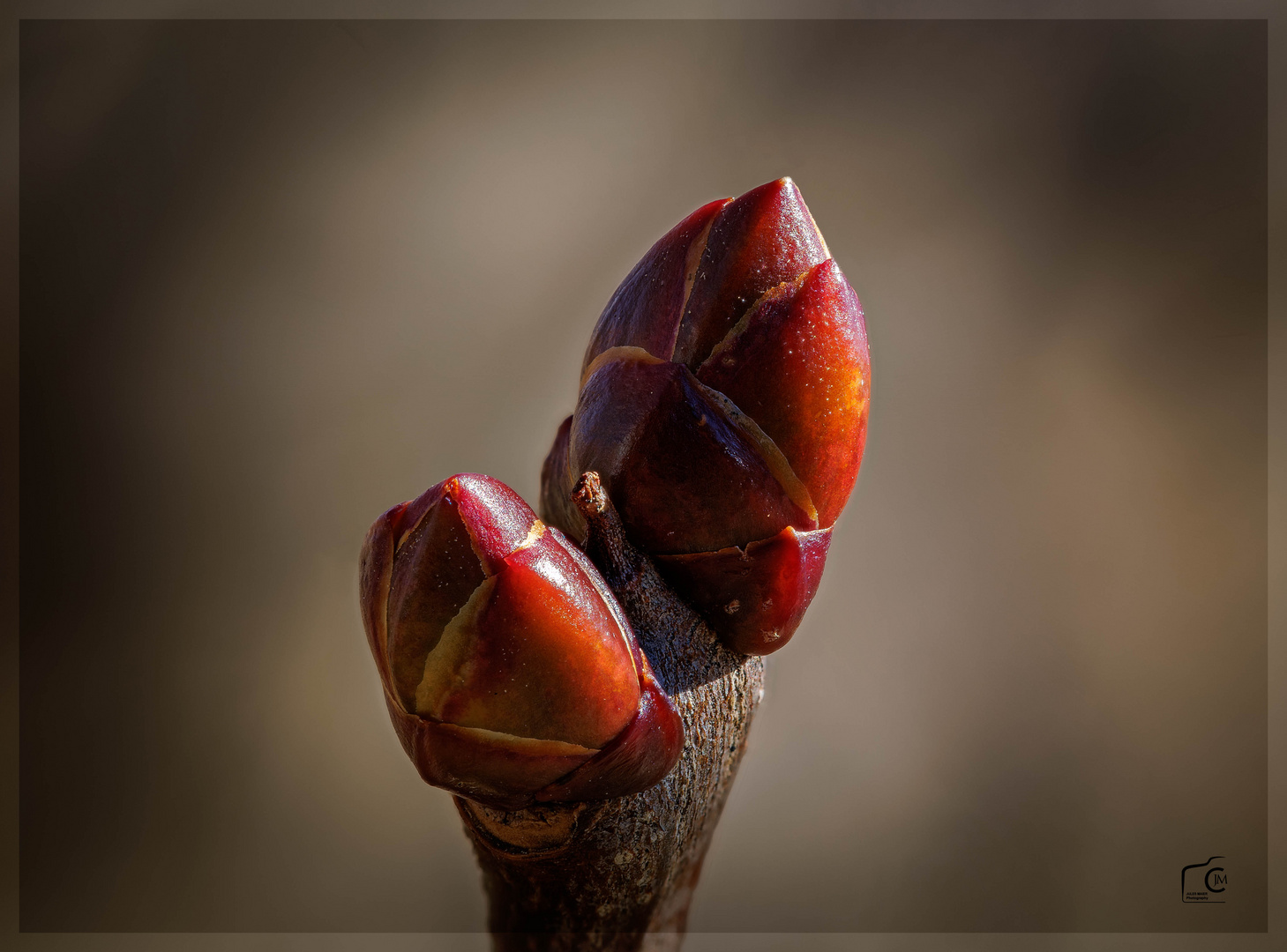 Der Frühling kommt