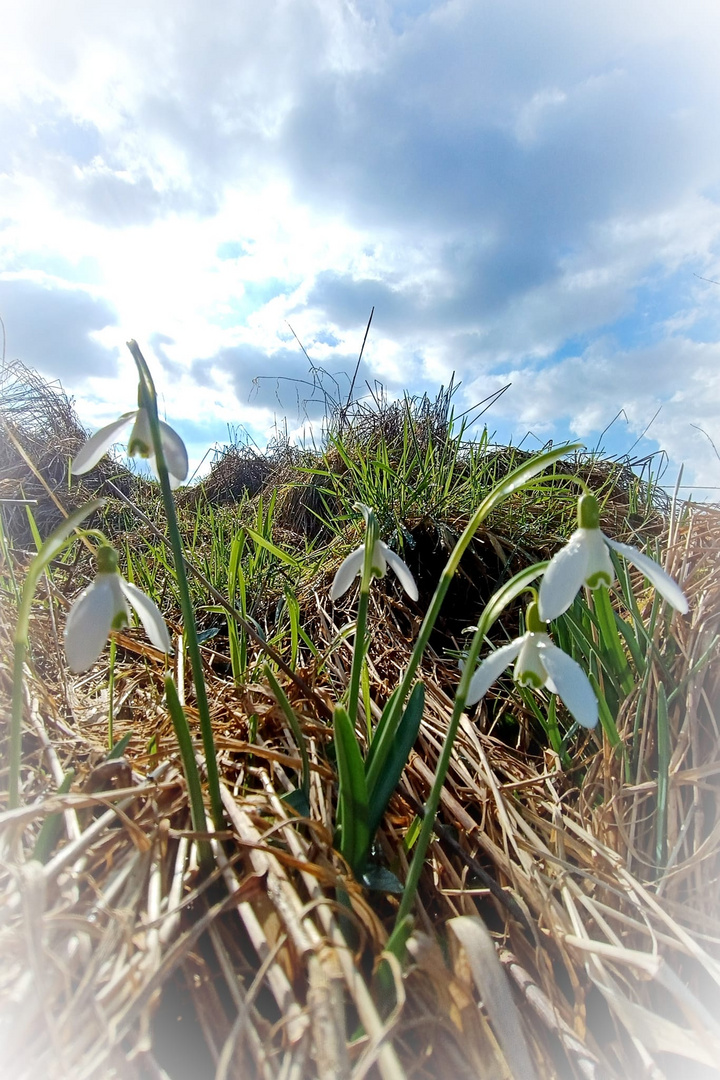 Der Frühling kommt