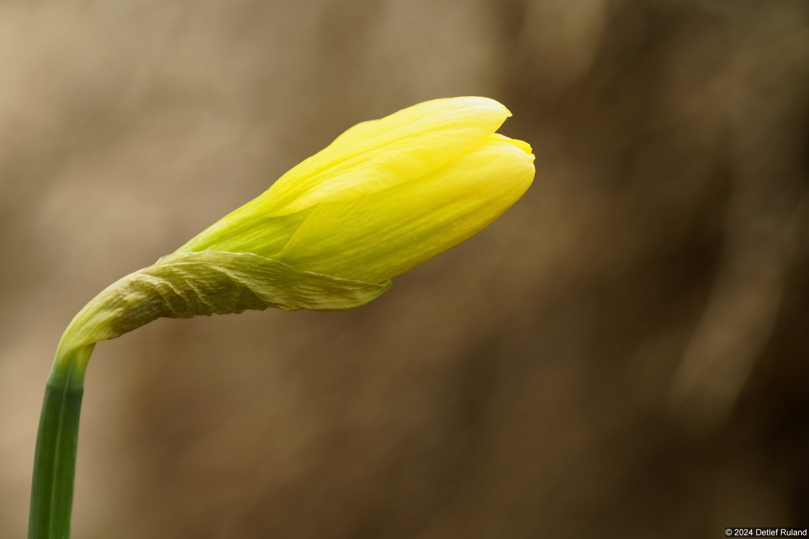 Der Frühling kommt # 8