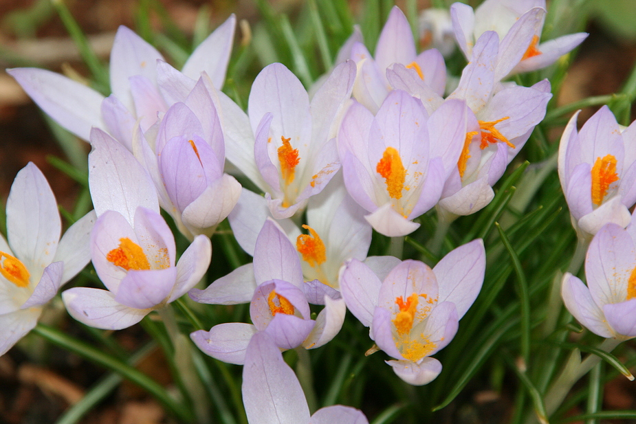 Der Frühling kommt!