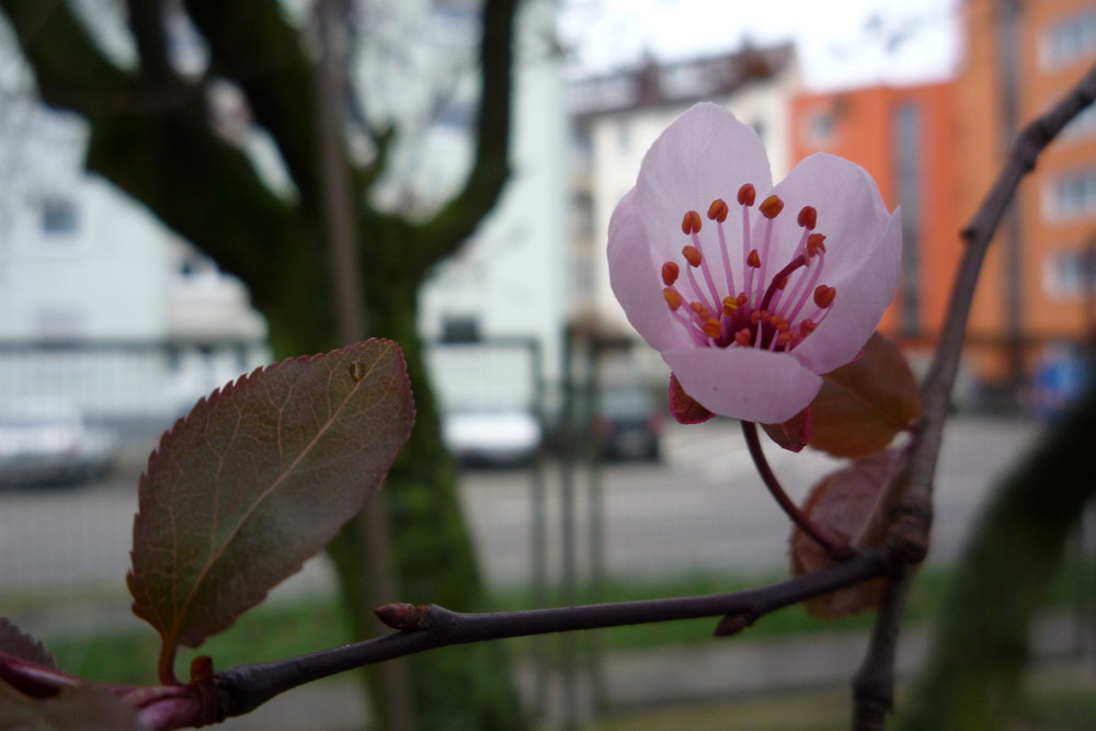 Der Frühling kommt