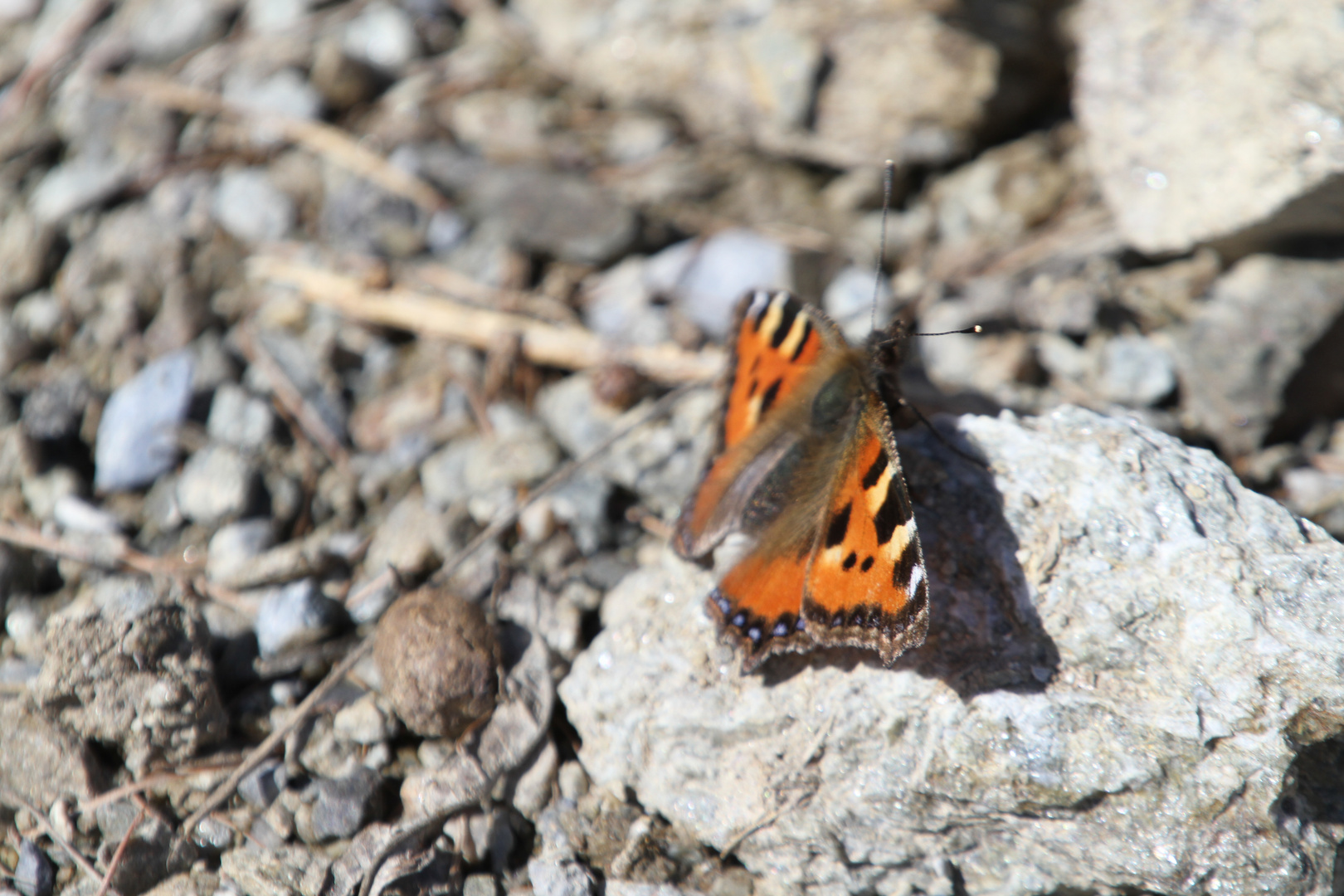 Der Frühling kommt