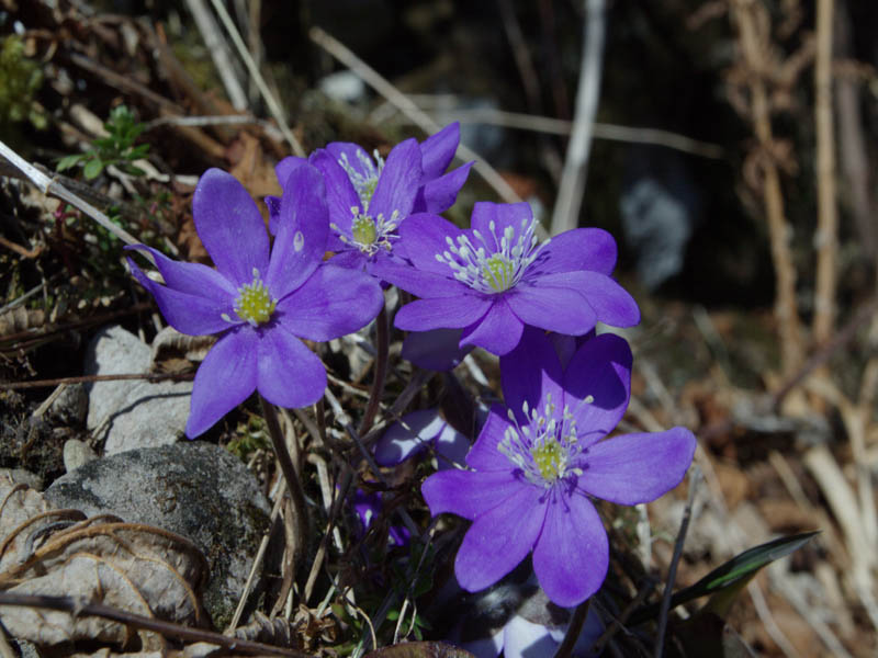 Der Frühling kommt!