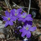 Der Frühling kommt!