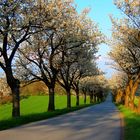 Der Frühling kommt!