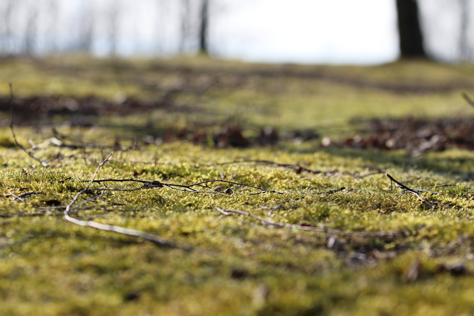 Der Frühling kommt