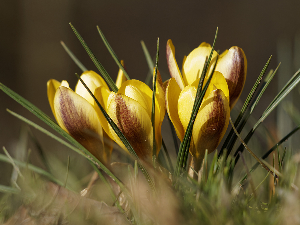 Der Frühling kommt