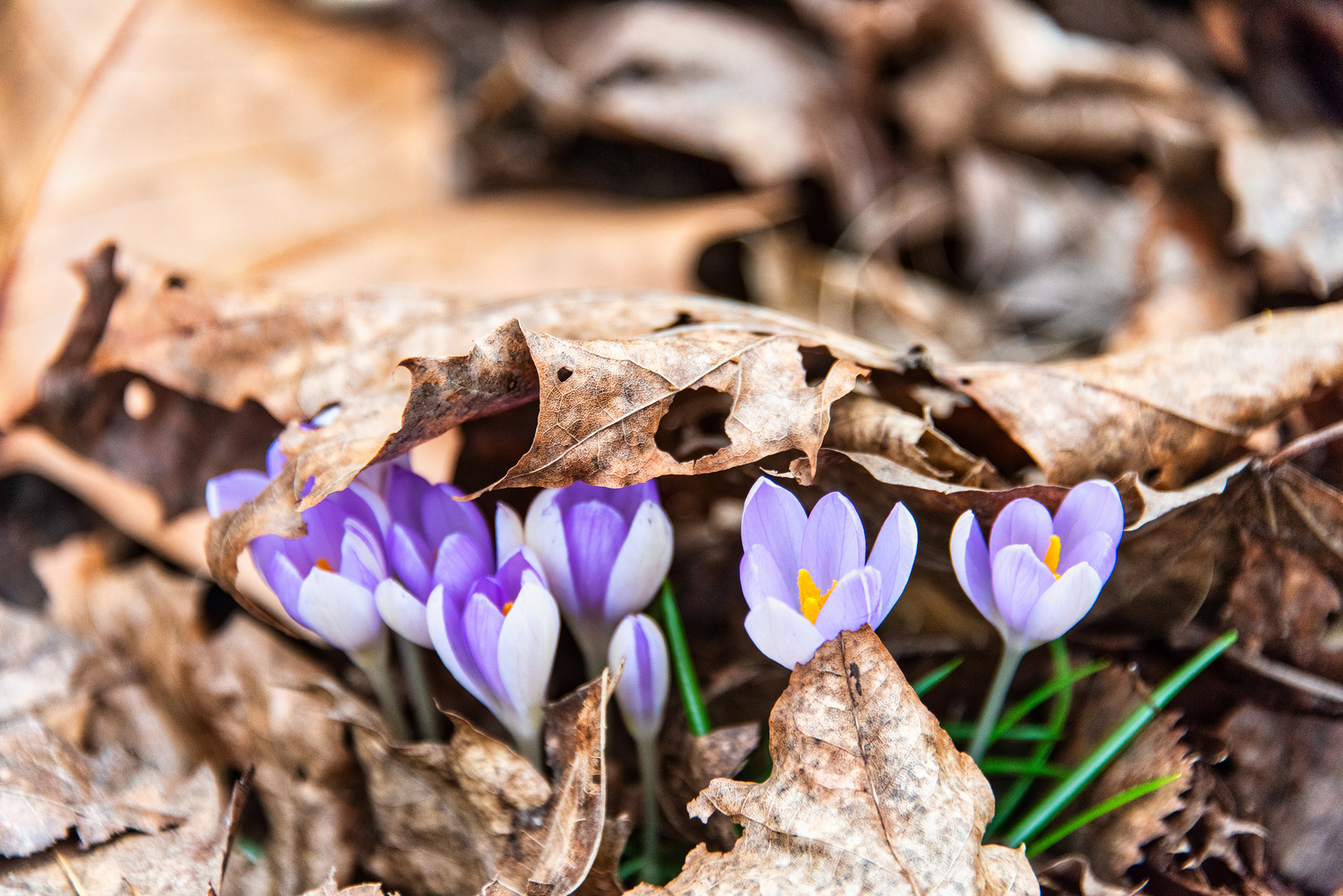 Der Frühling kommt