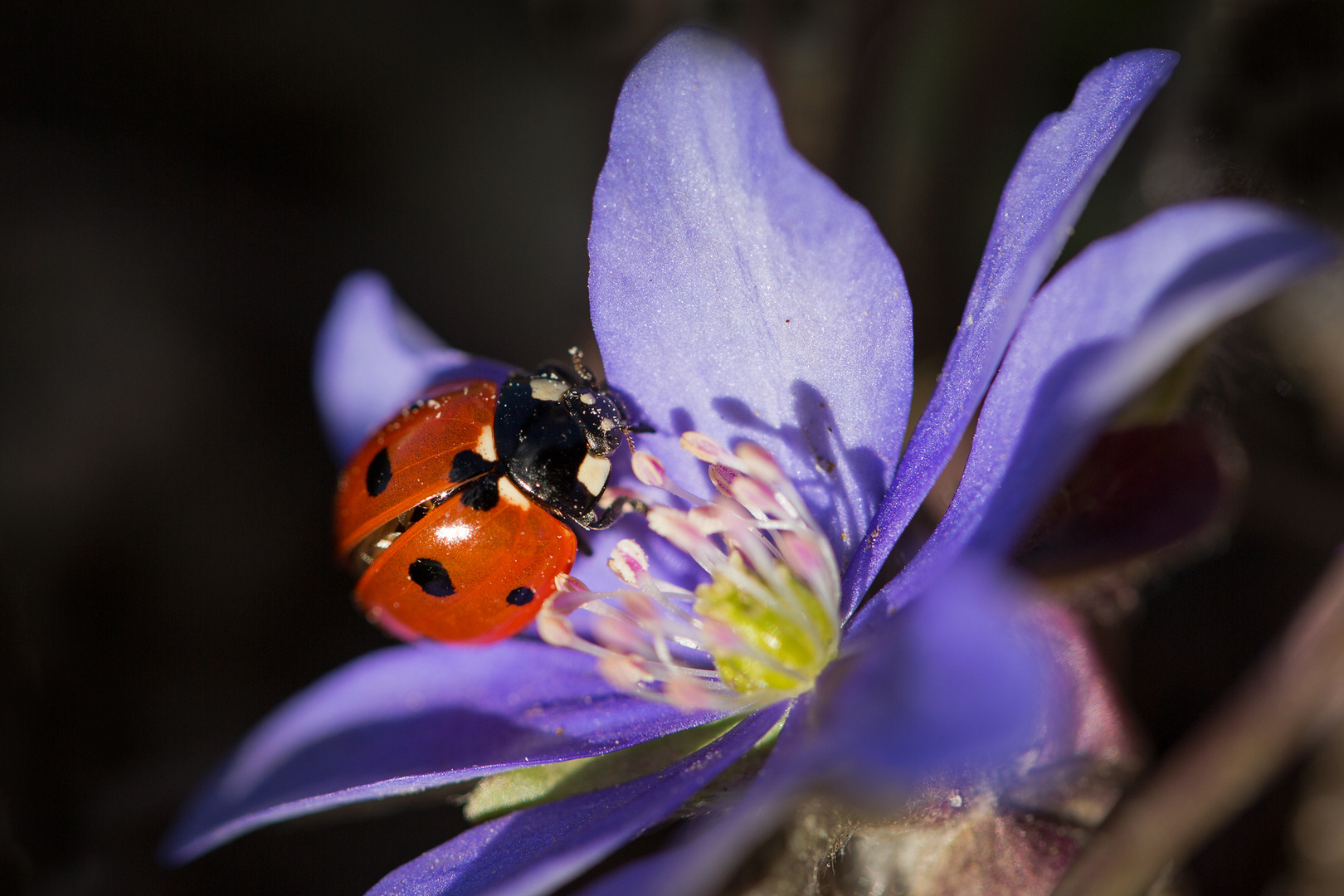 der Frühling kommt Foto & Bild tiere, wildlife, insekten Bilder auf