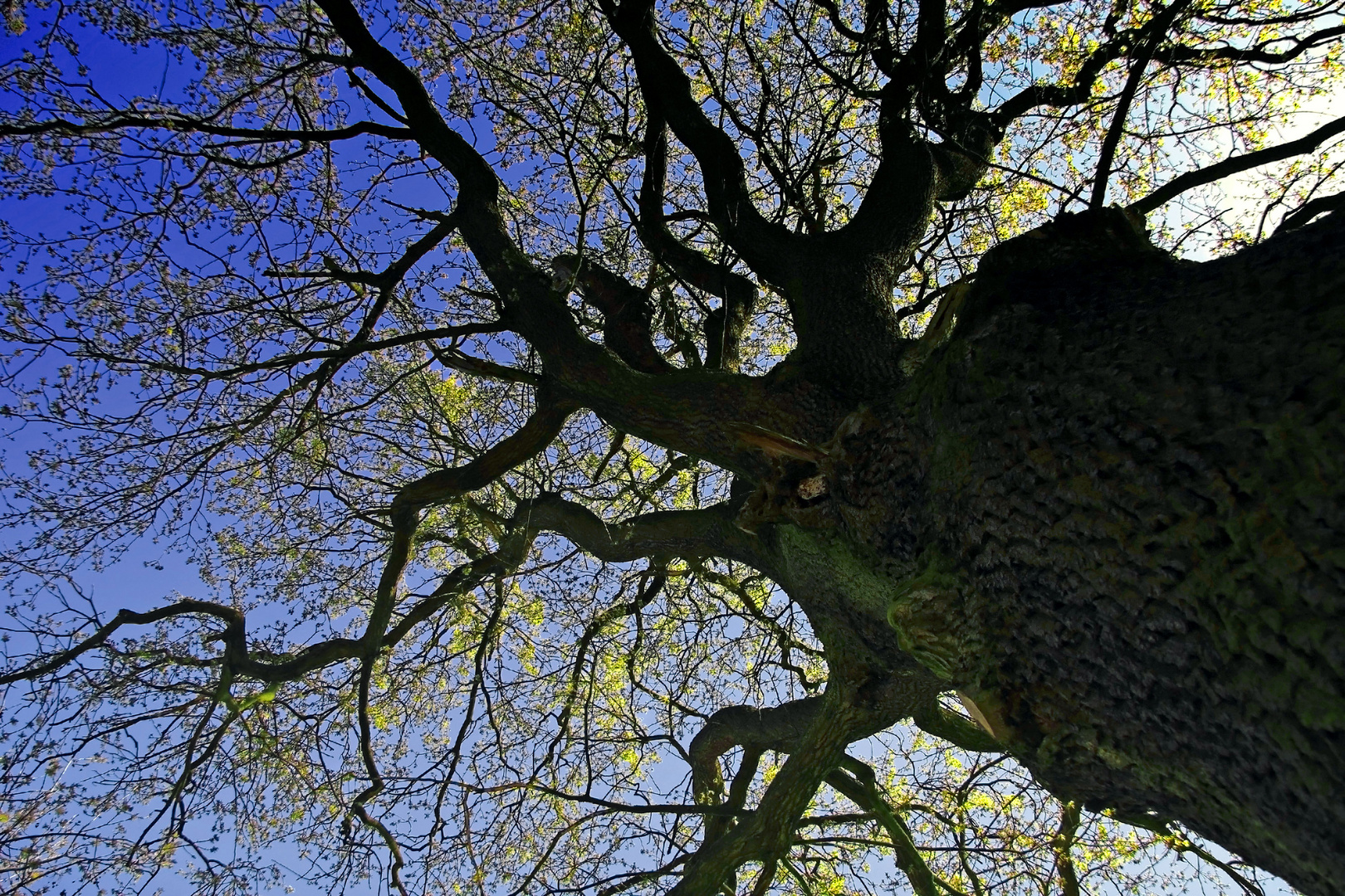 Der Frühling kommt...