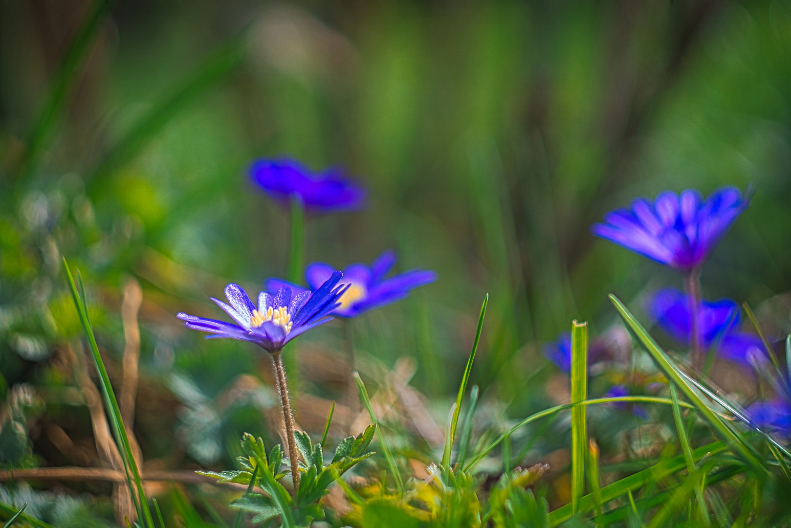 Der Frühling kommt 